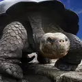 Кварцова лампа заменя слънцето за костенурките
