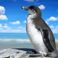 Откраднаха пингвин от зоопарка в Манхайм