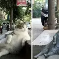Любимата котка на Истанбул вече има своя статуя