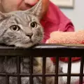 Котка оцеля, след като беше изпрана в пералнята