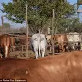 Учени изрисуваха крави, за да ги спасят от лъвове