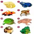 Pick a Frog and Find out the Quickest Way to Get Rich