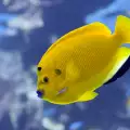 Рибите имат учудващо дълга памет