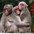 Китайка обърка седалището на маймунка със светофар! Виж какво последва