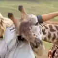 Палаво жирафче обсипа с любовни ласки репортерка в ефир