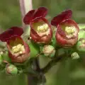 Figwort Against Swelling and Tumors