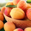 Apricots are the Perfect Breakfast During Summer