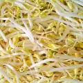 Зърнените кълнове са причина за бактерията Ешерихия коли