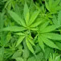 Откриха марихуана в Петричко