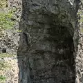 Пещерата Канеана