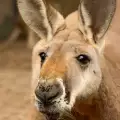 Значение и интерпретация на кенгуруто в сънищата