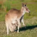 Откраднаха малко кенгуру от торбата на майка му