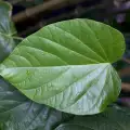 Чудодейното растение Кава Кава лекува рак?