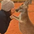 Спасено кенгуру се отблагодарява по удивителен начин на гледачите си