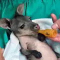 Вижте как зоослужители се грижат за бебе кенгуру, чиято майка е починала