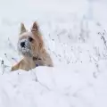 Как да се грижим за кучето през зимата?