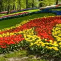 Над 500 хил. цветя разкрасяват София