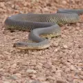 Змия се намърда в колата на жена и се уви около крака ѝ