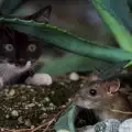 Кои породи котки ловят най-много мишките?