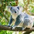 Значение и интерпретация на коалата в сънищата