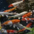 Рибки Кои (Японски Шаран)