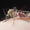 Малария