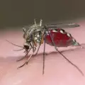Модифицирани комари борят маларията