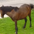 Атрактивен преход на кон предлагат във Врачанския балкан