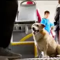 Кучето Корки е най-големият гратисчия в столичния градски транспорт