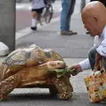 Японец разхожда костенурката си по улиците на Токио