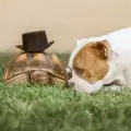 Костенурка и куче са най-добри приятели