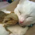 Чудо! Котка и дракон са най-добри приятели