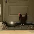 Пожар породи приятелство между коте и кокошка (СНИМКИ)