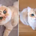 Ще се влюбите в Пъмпкин - котето с най-хипнотизиращ поглед
