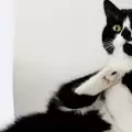 Коте със сърцевидна шарка е най-новата интернет сензация