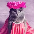 Гримирана котка се превърна в истинска модна икона