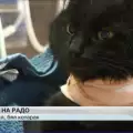 Котка кръводарител спаси живота на този черен котарак. Вижте тъжната му история