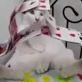 Котка-факир прави изумителни фокуси с карти и зарчета
