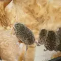Котка осинови четири таралежчета