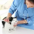 Как да се грижите за зъбите на котето