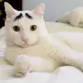 Котките с най-уникални и шантави окраски
