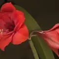 Цветята могат да убиват