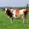Имат ли право кравите на лична неприкосновеност?