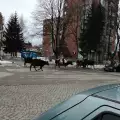 Крави се разходиха необезпокоявано из центъра на Разлог