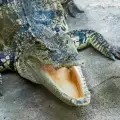 Крокодил посети частен басейн във Флорида