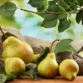 What Do Pears Contain?