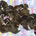 Куче роди цели 21 кученца