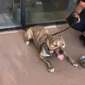 Браво! Полицай спаси куче, заключено в автомобил