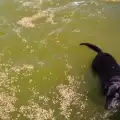 Смело куче спаси бебенце от удавяне