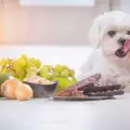 Кои храни причиняват диария при кучетата?